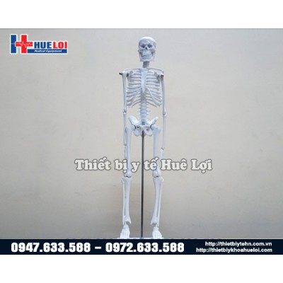 Mô hình giải phẫu hệ xương người 45cm